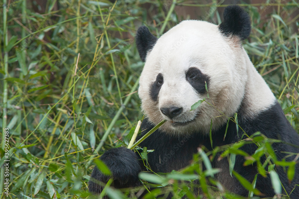 Obraz premium Panda from the Chengdu research base of giant panda breeding