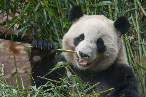 Panda from the Chengdu research base of giant panda breeding