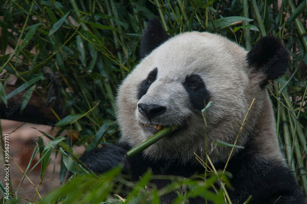Fototapeta premium Panda from the Chengdu research base of giant panda breeding