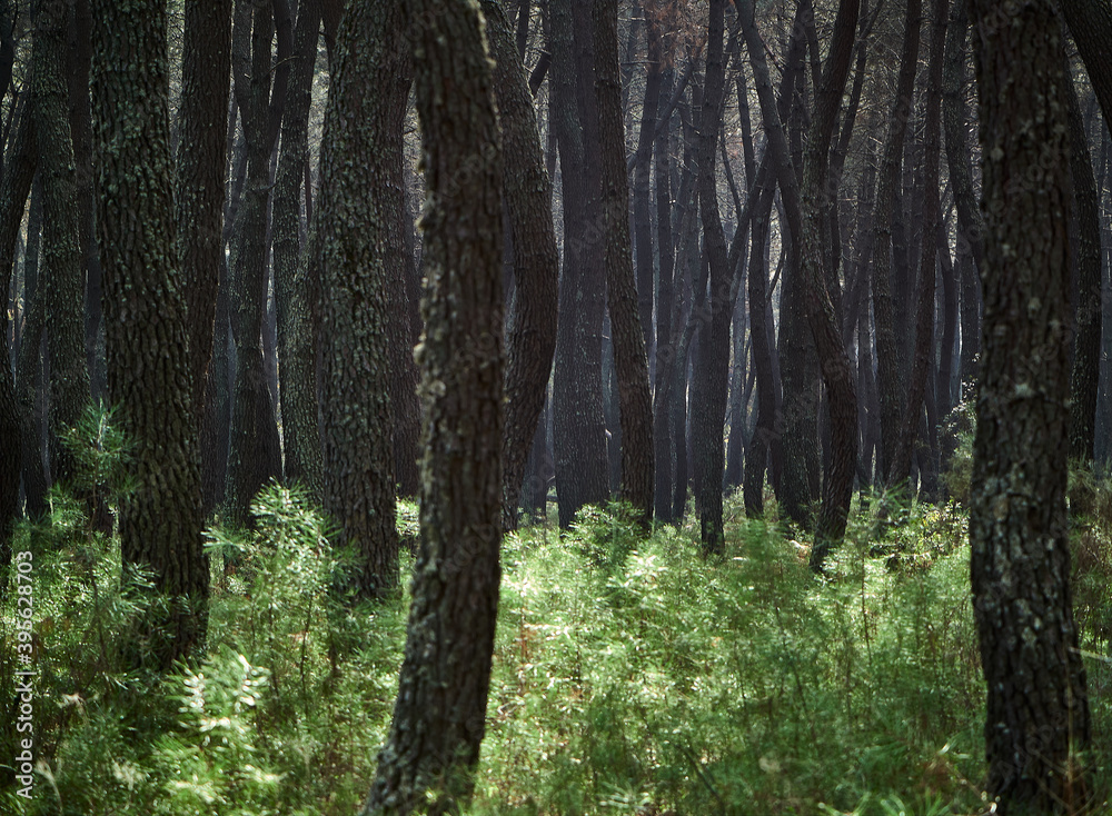 Fototapeta premium Trees in a forest in autumn