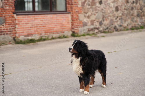 Newfoundland dog stands on the asphalt. Rescue dog