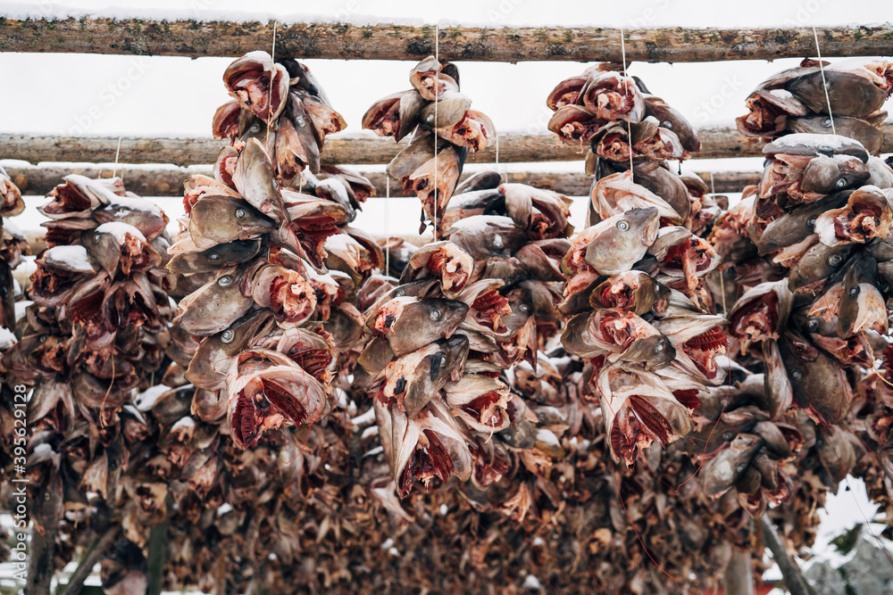 Racks full of dried head of codfish, Lofoten, Norway. Racks full of dried head of codfish, Lofoten, Norway.