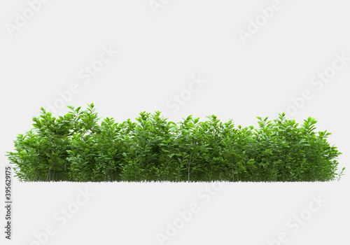 Canvas Print Decorative park and garden plants isolated on grey background