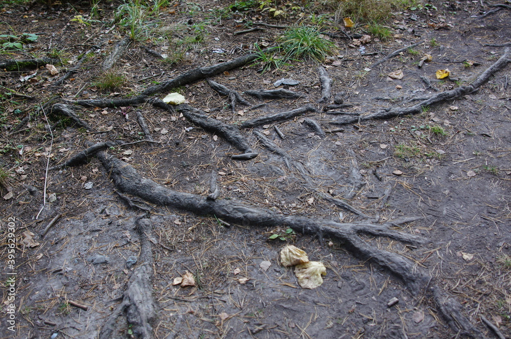 deoeviev trunks in the forest bark roots deoeviev trunks in the forest bark roots