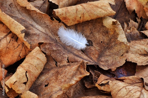 Białe piórko leżące na suchych dębowych liściach © Eva Biedrzycka