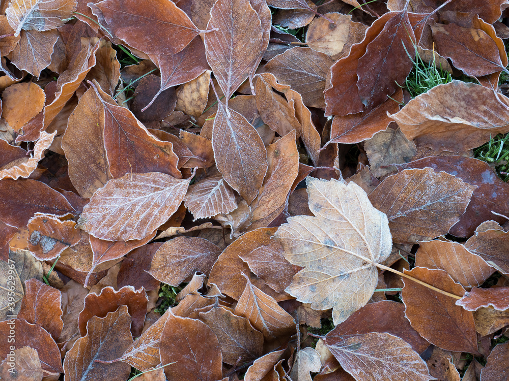 Fallen Leaves with Light Frost