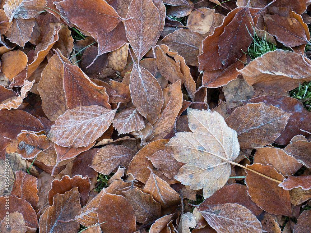 Fallen Leaves with Light Frost Fallen Leaves with Light Frost