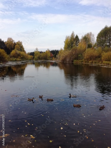 autumn in the park