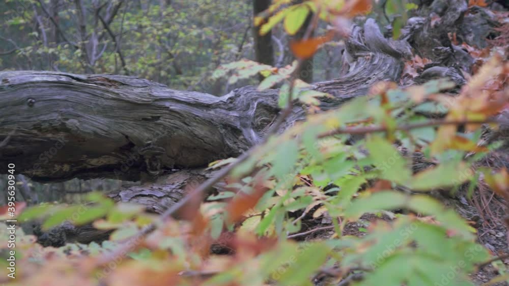 A large old fallen tree twisted dry with broken branches in the bushes. Relic forest in autumn in the evening. Park A large old fallen tree twisted dry with broken branches in the bushes. Relic forest in autumn in the evening. Park