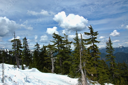 Winter snowy forest scenery