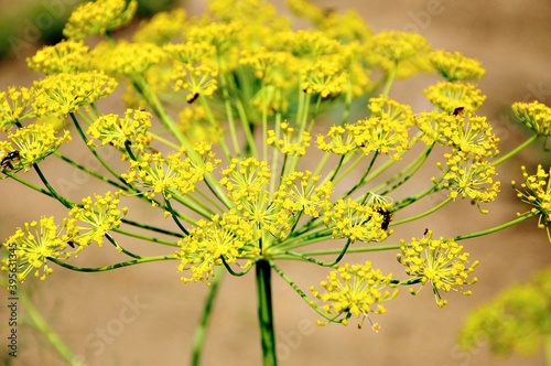 Dill flower head macro closeup