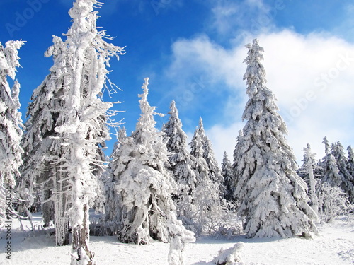 Trees covered with plenty of snow in a sunny day