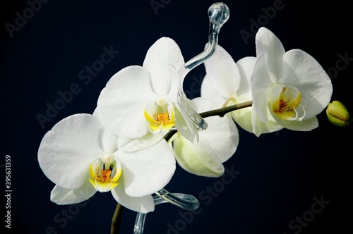White orchid on glass stick and dark blue background