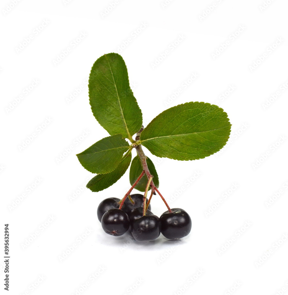 Chokeberry with green leaves isolated on white background. Black aronia. Branch of black chokeberry (Aronia melanocarpa) with green leaves isolated on white background. Chokeberry with green leaves isolated on white background. Black aronia. Branch of black chokeberry (Aronia melanocarpa) with green leaves isolated on white background.