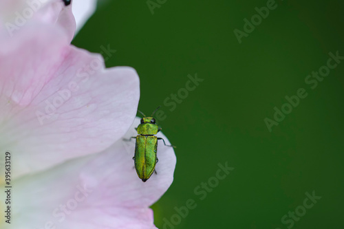 Anthaxia nitidula femelle