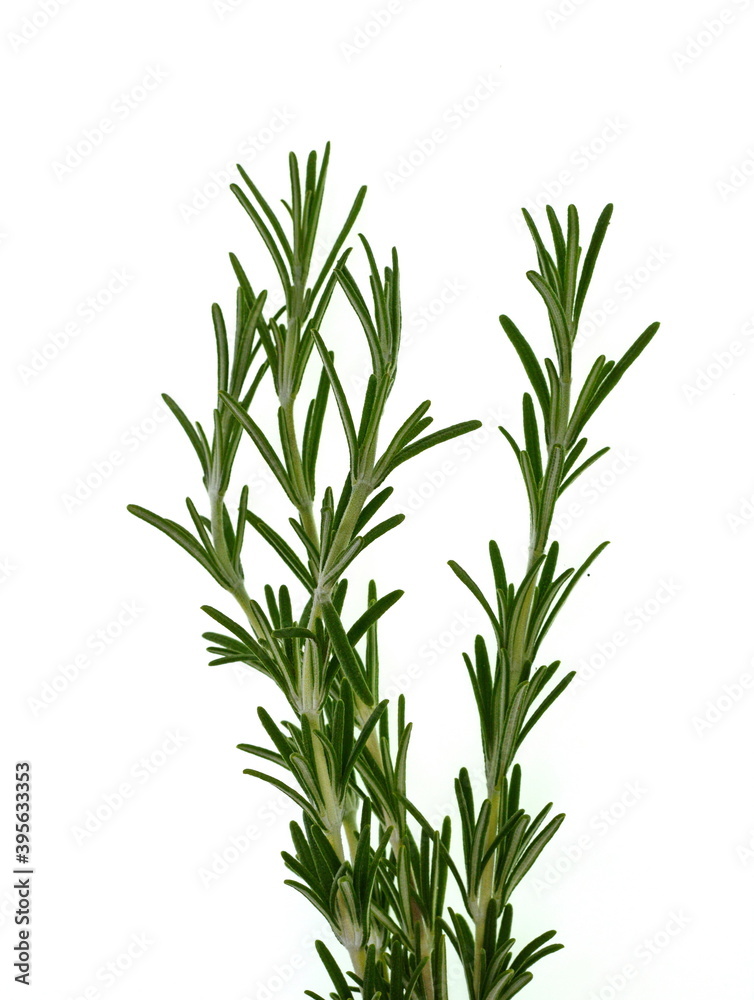 rosemary twig isolated on white background. rosemary twig isolated on white background.