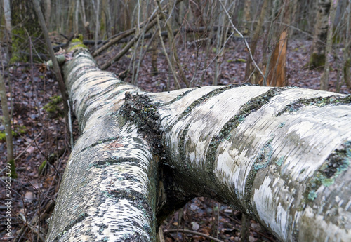 Forked birch trunk close-up, lying on the ground .