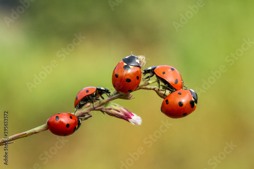 seven-spot ladybird on leaf in nature © mehmetkrc