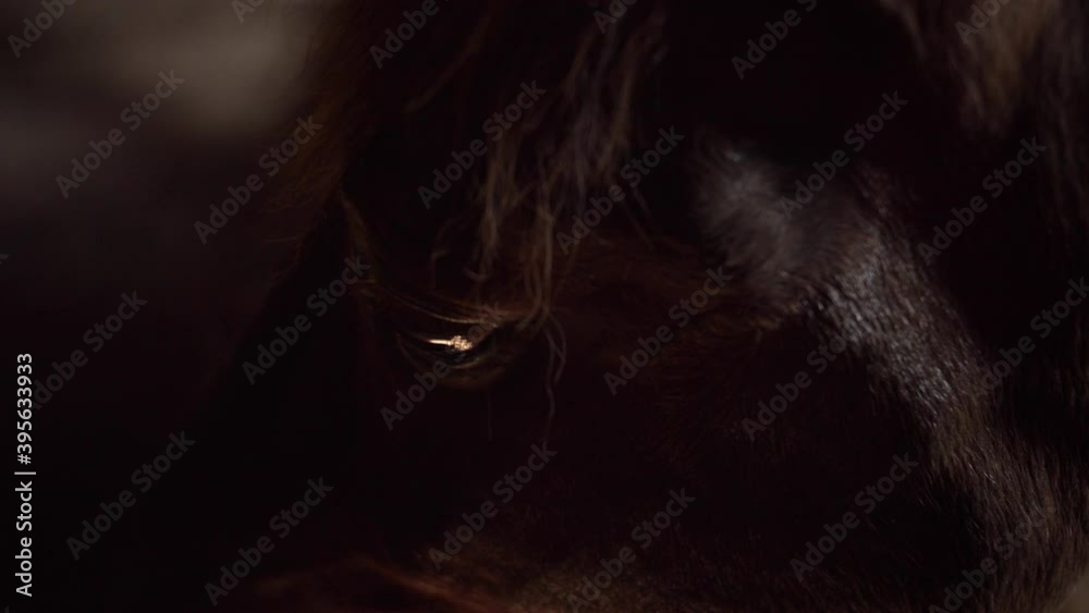 A beautiful spotted horse chews hay in a wooden racetrack stall. Close-up of the mare's eye.