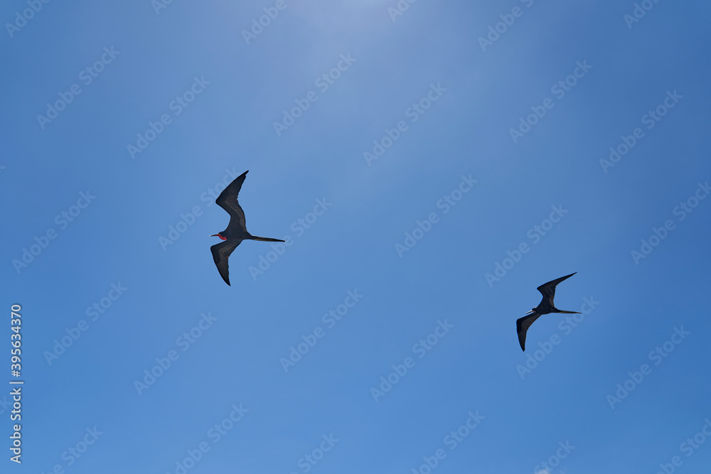 Magnificent frigatebird, Fregata magnificens, is a big black seabird with a characteristic red gular sac. Frigate bird soaring the clear blue sky over the galapagos islands, Ecuador, South America