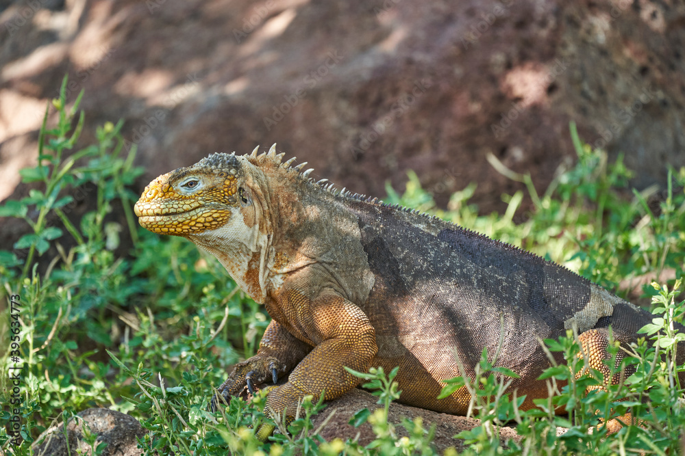 Naklejka premium Galapagos land iguana, Conolophus subcristatus. in its natural habitat. A yellow lizard looking like a small dragon or dinosaur. Galapagos islands, Ecuador