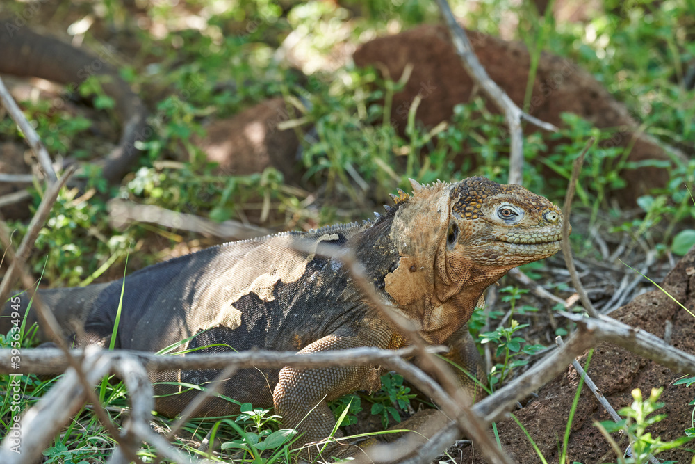 Galapagos land iguana, Conolophus subcristatus. in its natural habitat. A yellow lizard looking like a small dragon or dinosaur. Galapagos islands, Ecuador Galapagos land iguana, Conolophus subcristatus. in its natural habitat. A yellow lizard looking like a small dragon or dinosaur. Galapagos islands, Ecuador