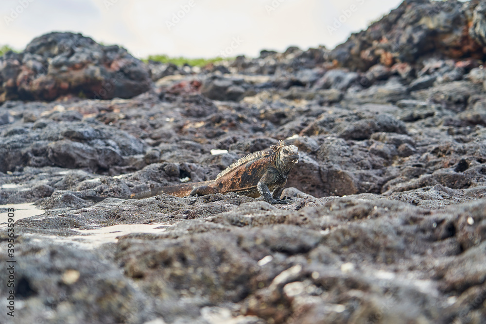 marine iguana, Amblyrhynchus cristatus, also sea, saltwater, or Galápagos marine iguana sitting on the lava rocks of the galapagos islands soaking up the sun marine iguana, Amblyrhynchus cristatus, also sea, saltwater, or Galápagos marine iguana sitting on the lava rocks of the galapagos islands soaking up the sun