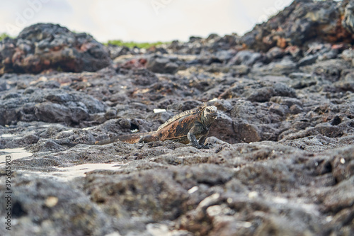 marine iguana  Amblyrhynchus cristatus  also sea  saltwater  or Gal  pagos marine iguana sitting on the lava rocks of the galapagos islands soaking up the sun