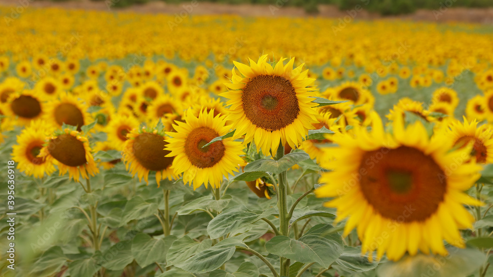 Campo de girasoles en Aguilar de Campoo, Palencia, España Campo de girasoles en Aguilar de Campoo, Palencia, España