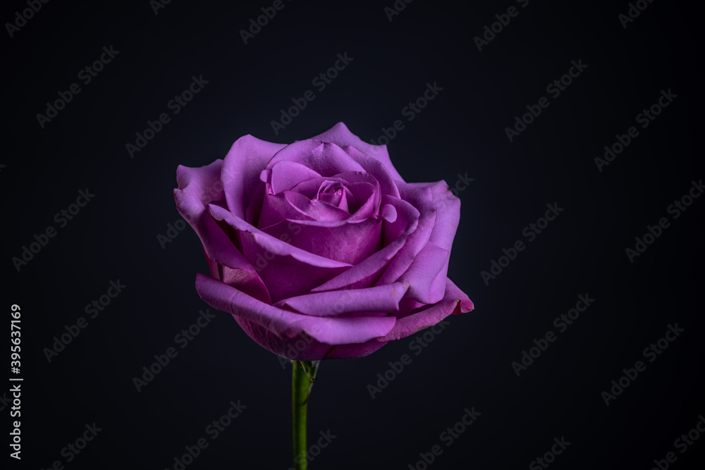 purple rose purple rose
