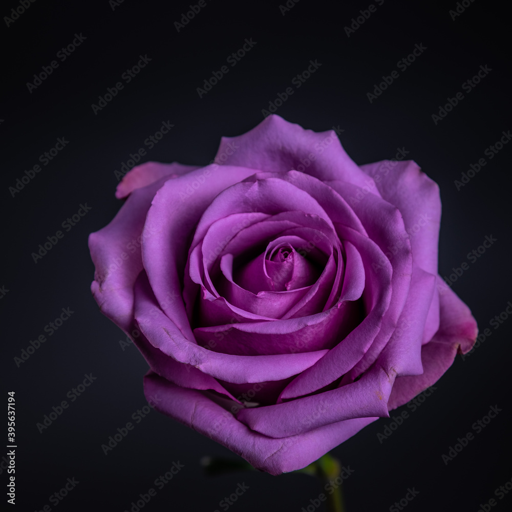 purple rose purple rose