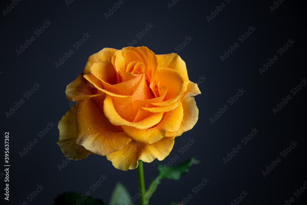 orange rose orange rose