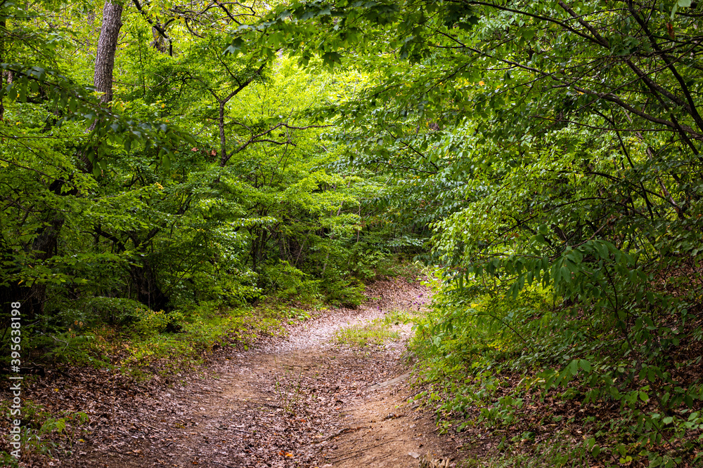 Ground road in green forest. Country road through the forest. Way in deep forest. Ground road in green forest. Country road through the forest. Way in deep forest.