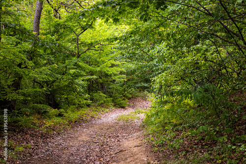 Ground road in green forest. Country road through the forest. Way in deep forest.