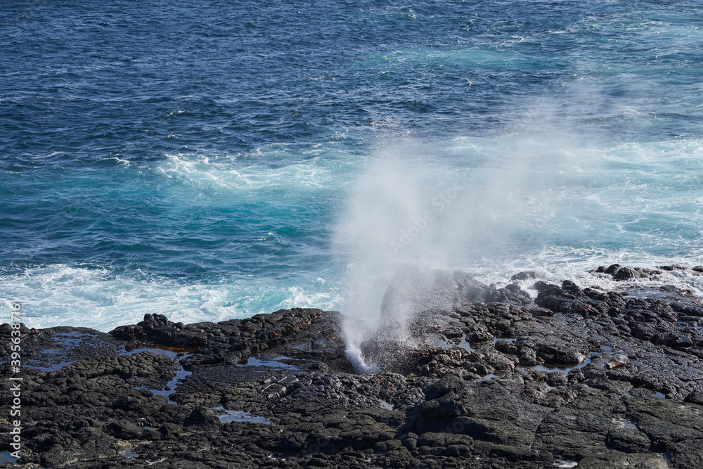 blowhole or marine geyser is formed as sea caves grow landwards and upwards into vertical shafts. Water is compressed an forms a geyser, Galapagos islands, Ecuador, South America