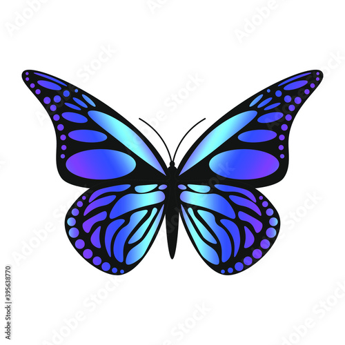 butterfly isolated on white