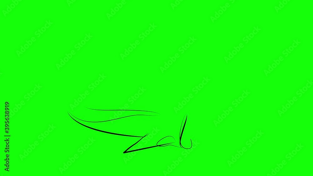 Shark in one line. Black line animation on green background Shark in one line. Black line animation on green background