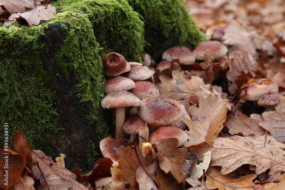 Autumn mushrooms grow in the forest on a stump Autumn mushrooms grow in the forest on a stump
