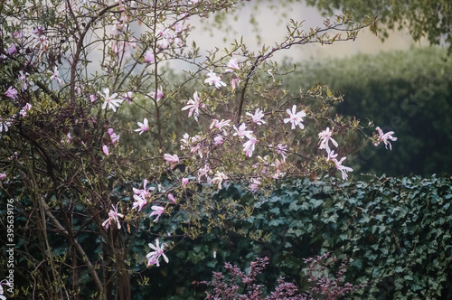 Kompozycja kwiatowa różowo białe kwiaty magnolii na tle ogrodu ujęcie we mgle 