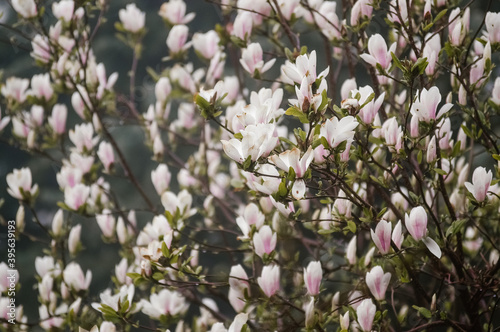 Kompozycja kwiatowa różowo białe kwiaty magnolii we mgle 