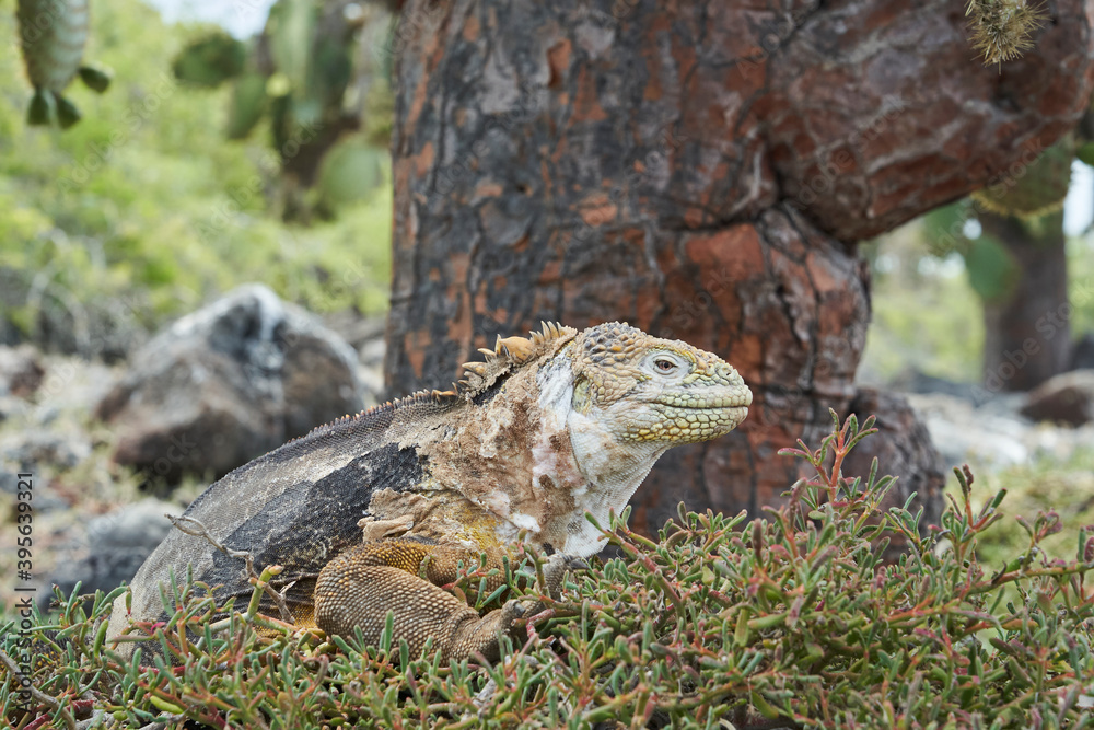Fototapeta premium Galapagos land iguana, Conolophus subcristatus. in its natural habitat. A yellow lizard looking like a small dragon or dinosaur. Galapagos islands, Ecuador