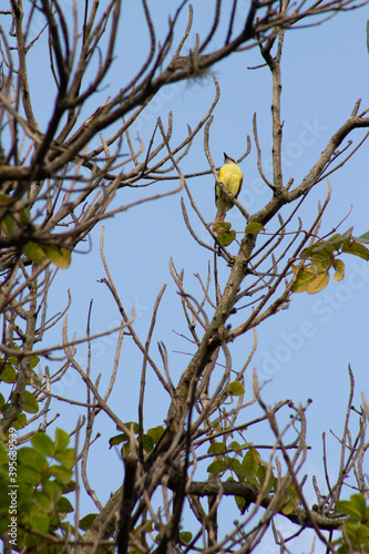 bird on a branch