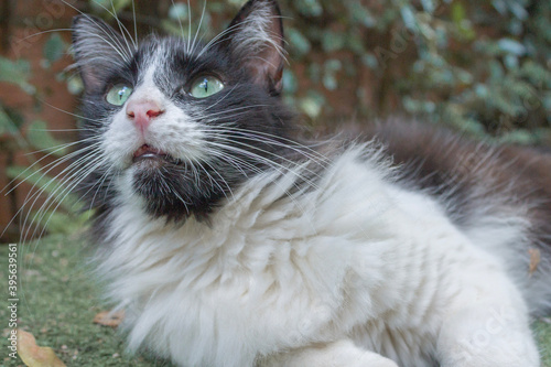 portrait of a cat