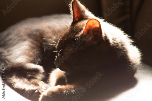 portrait of a cat