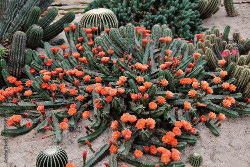 Closeup of Echinocereus polyacanthus flowers in the desert garden photo