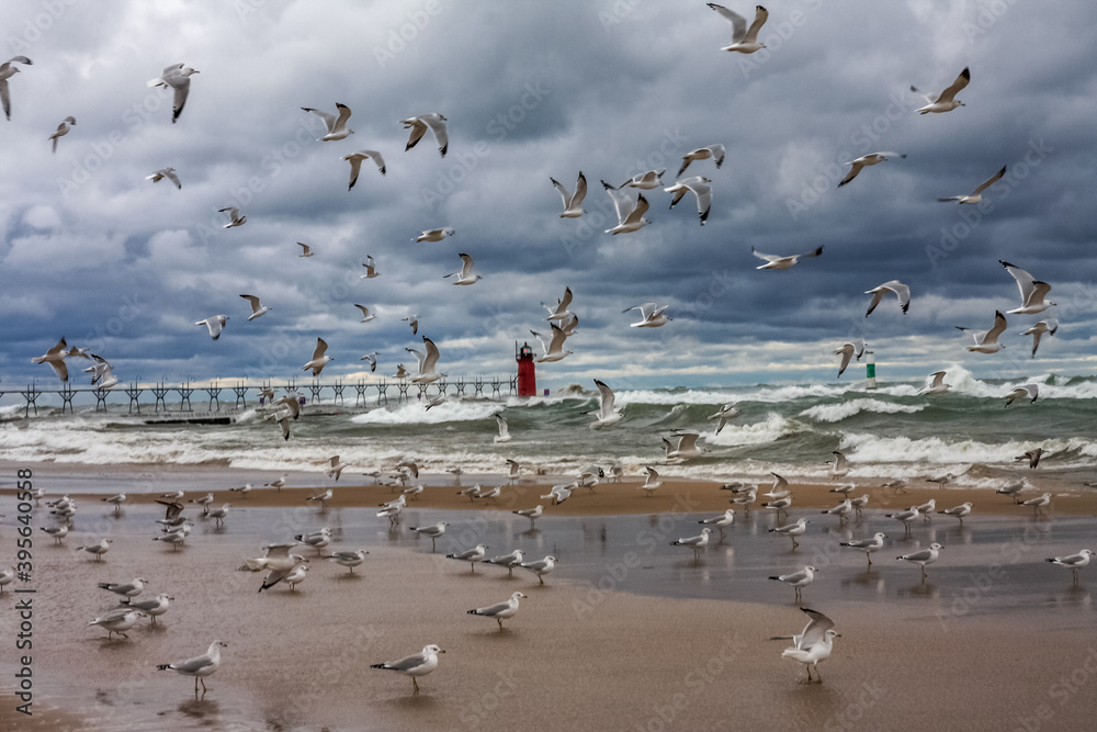 Fototapeta premium The beach is for the birds