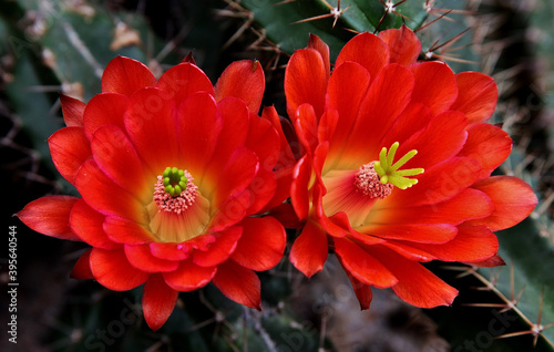 Closeup of kingcup cactus, claret cup, and Mojave mound cactus flowers photo