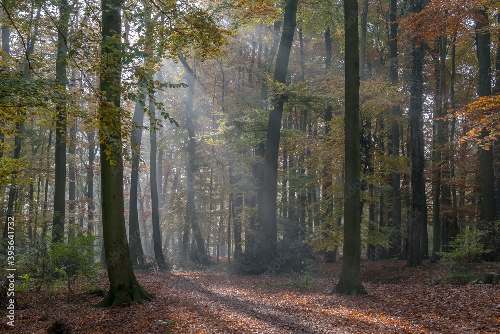 Obraz premium Herbst im Buchenwald