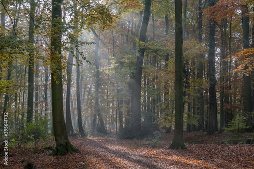 Herbst im Buchenwald