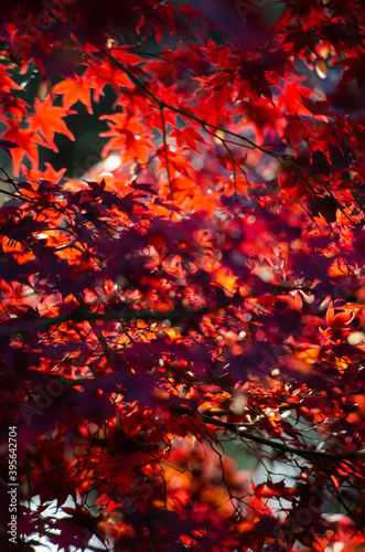 Japanese red maple tree (Acer palmatum) leaves in the sun